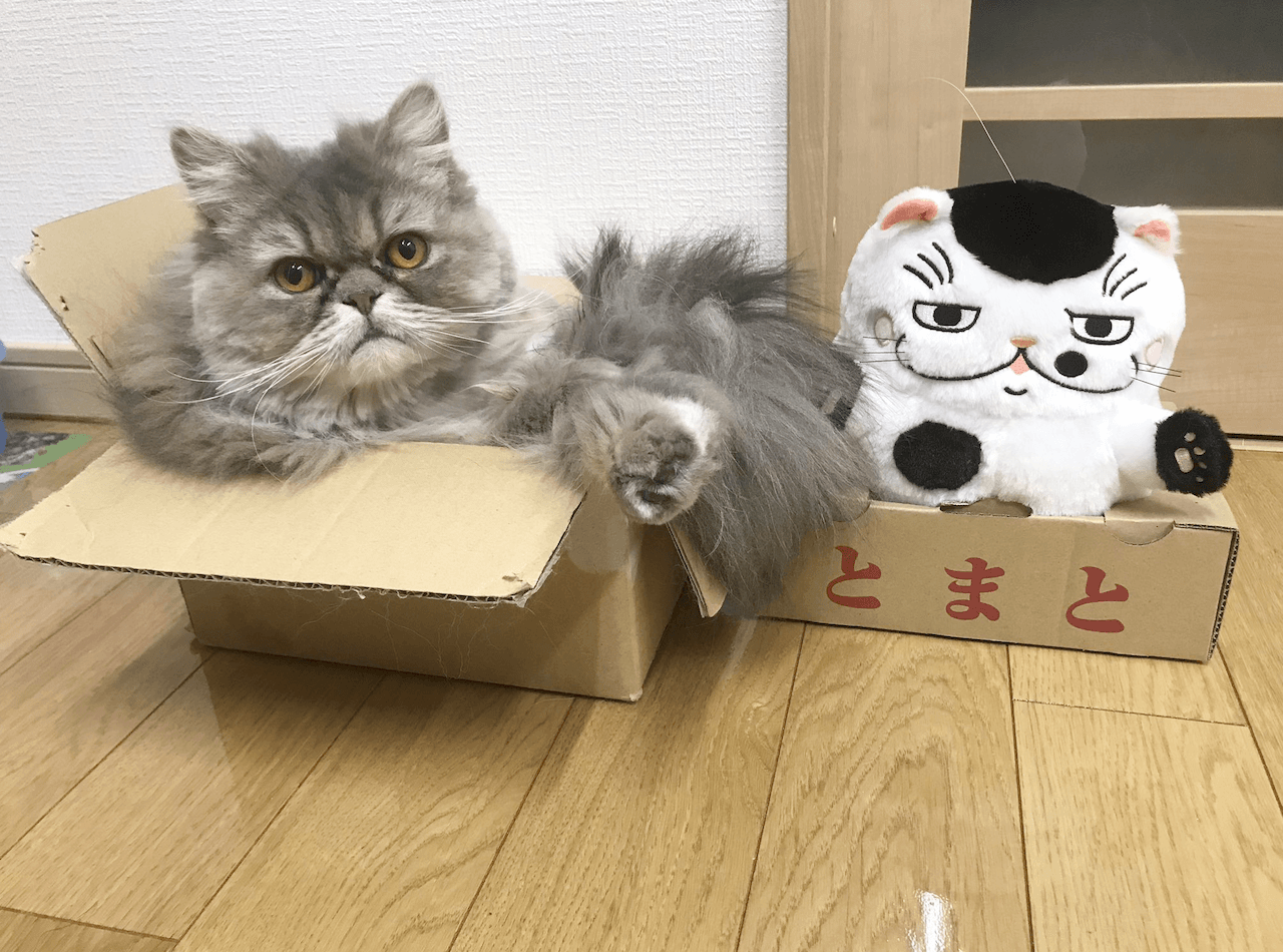 猫 売れ残り ペット ショップ